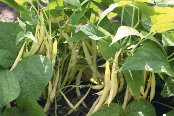 Os segredos de feijão que crescem no jardim, com o qual você pode obter uma boa colheita