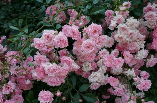 rosas Groundcover florescer em tiros de diferentes idades
