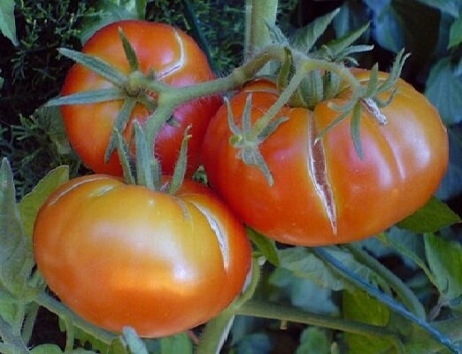 2 erro ao cultivo do tomate, por causa de que os frutos estão começando a rachar