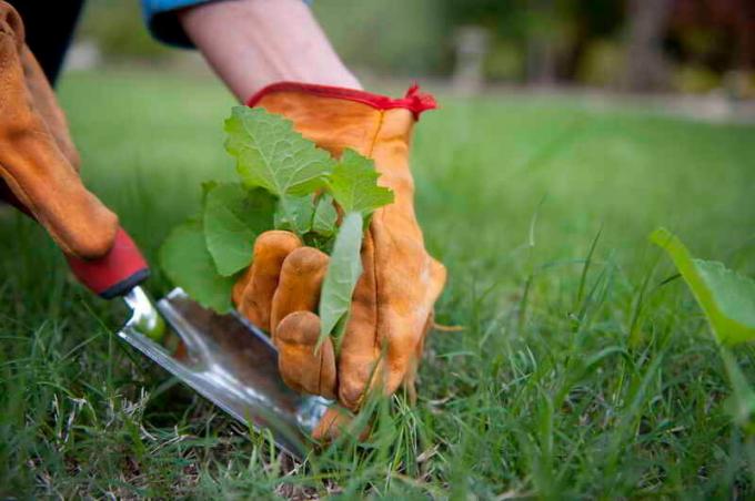 A maneira mais segura para controlar as ervas daninhas - capina. Foto usada sob a licença padrão © ofazende.ru