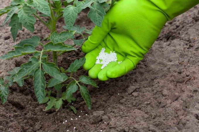 Para os tomates eram maiores