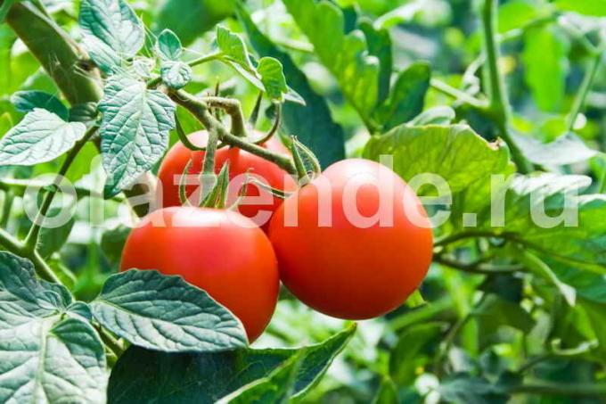 Tomates para a produção de conservas. Ilustração para um artigo é usado para uma licença padrão © ofazende.ru