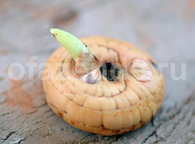 Como cortar uma lâmpada de um tipo de flor