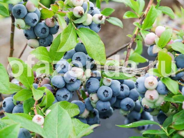 Plantar cuidado jardim blueberry e especialmente sobre a trama