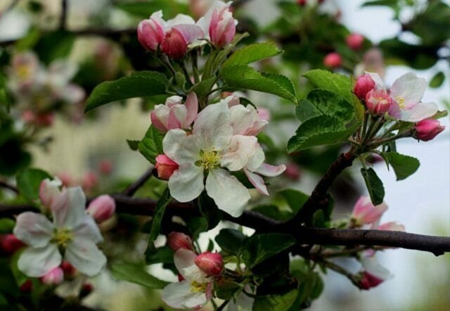 Flores da árvore de maçã