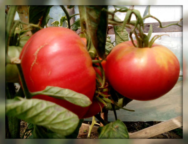 5 melhor rendimento doce e açúcar tomate variedades para o seu jardim