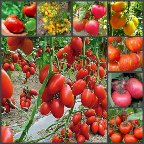 Super forma única de tomate de plantio no outono, o que lhe garante uma excelente colheita!