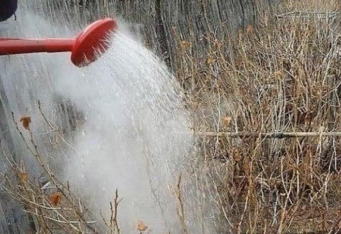 Por jardineiros experientes na primavera de água fervendo derramada sobre arbustos groselha