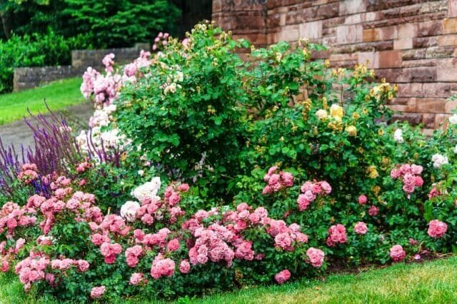 Como criar um canteiro de flores elegante de rosas - a seleção de variedades, regras de cuidados