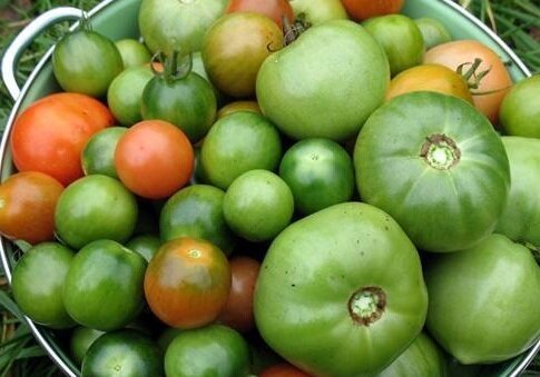 Como eu Preservar tomates verdes para o inverno. Uma deliciosa receita