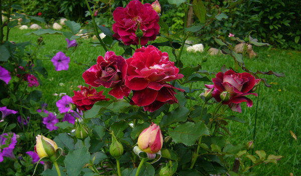 Vizinhos votos para rosas: é melhor para plantar ao lado das flores