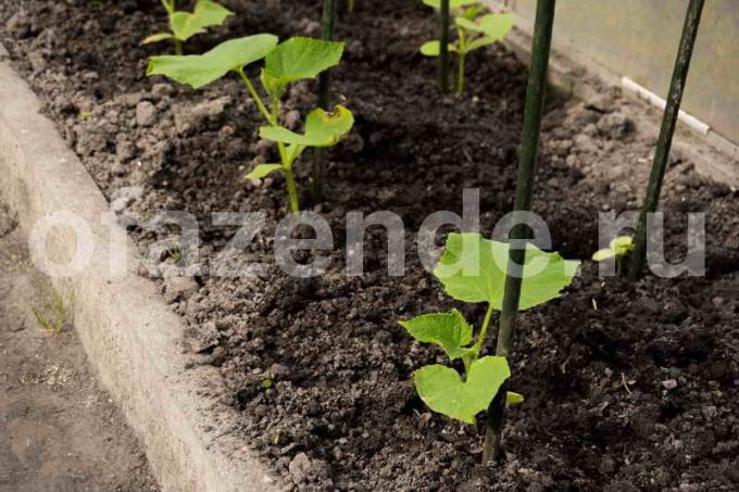 Pepinos: raízes fortes - uma grande colheita