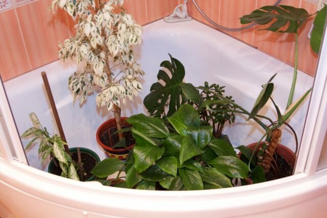 Chuveiros quentes para plantas de casa: revela os segredos