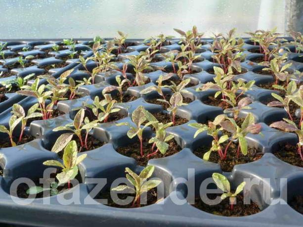 Crescimento anuais a partir de sementes com suas mãos (Foto usada sob a licença padrão © ofazende.ru)