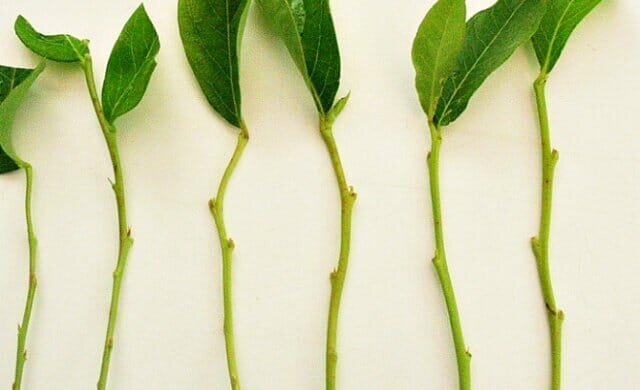 Experiência pessoal: como propagar plantas verde mudas trudnoukorenyaemye