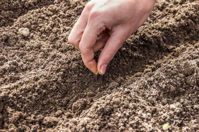 Cansado de cenoura fina? Uma maneira eficaz de plantar cenouras!