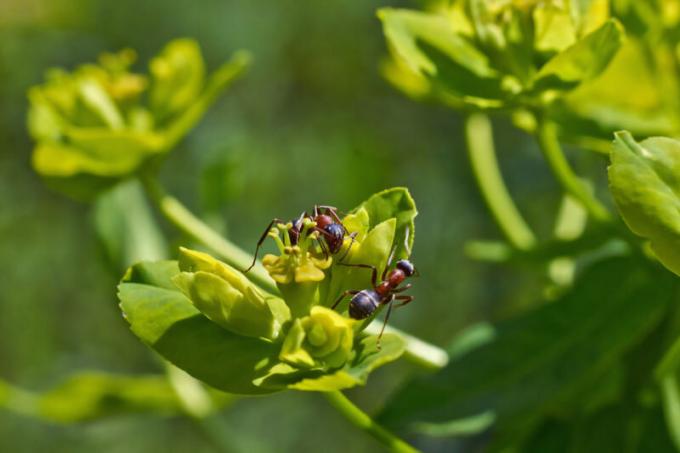 Formigas com asas causar uma série de transtornos para as pessoas. Ilustração para um artigo é usado para uma licença padrão © ofazende.ru