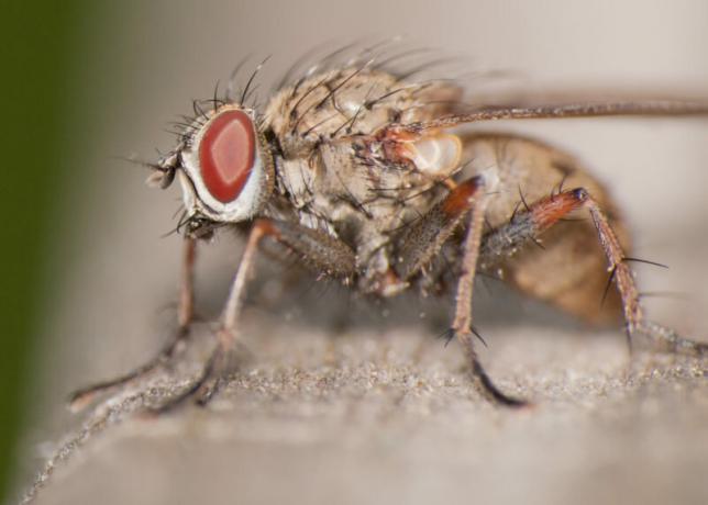 Qualquer jardineiro deve saber reconhecer a mosca cebola e combatê-lo. Ilustração para um artigo é usado para uma licença padrão © ofazende.ru