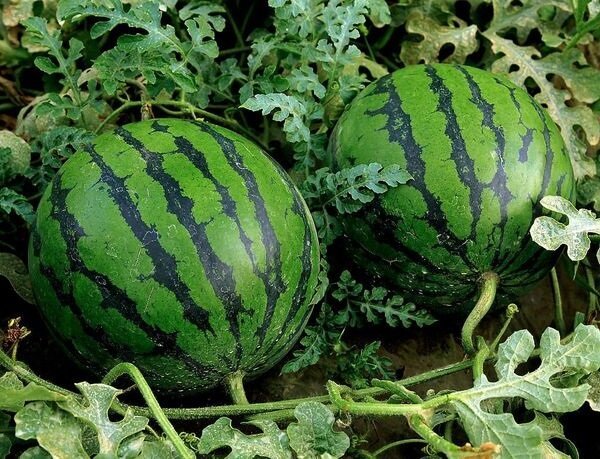 Como crescer melancias no país e obter uma boa colheita