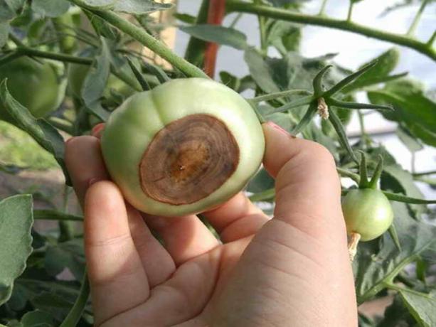 Como evitar a formação de hortas podridão apical do tomate
