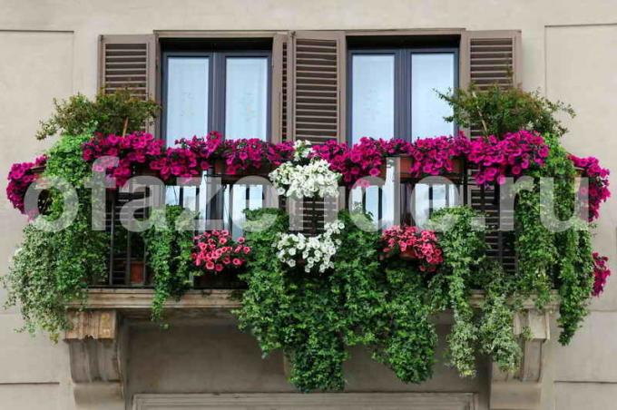 Jardim de flores na varanda com as mãos: Dicas jardineiros