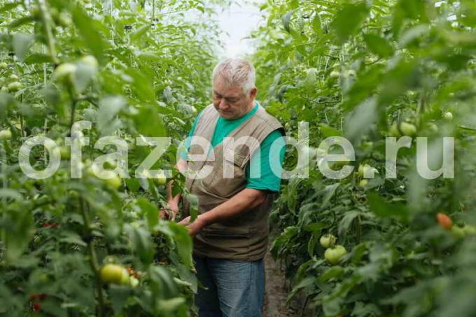 Para os tomates era mais do que vegetação sobre eles