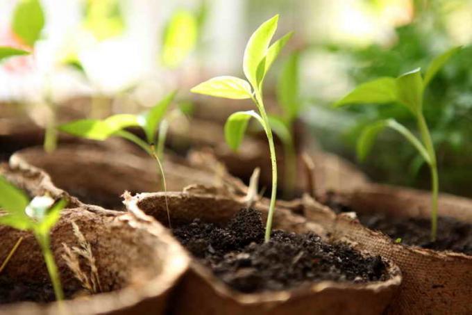 Maneira econômica para a produção de mudas de tomate