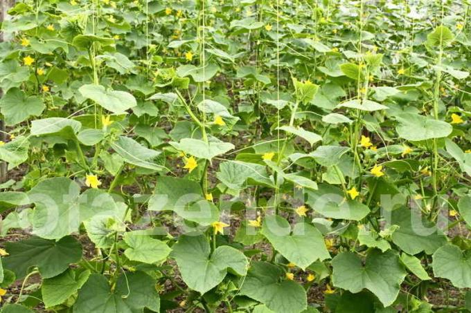 Mudas de pepino em casa de vegetação (foto usada sob a licença padrão © ofazende.ru)