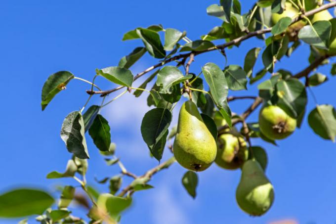 Por que cair fora do ovário e do fruto da maçã, ameixa, cereja e outras árvores