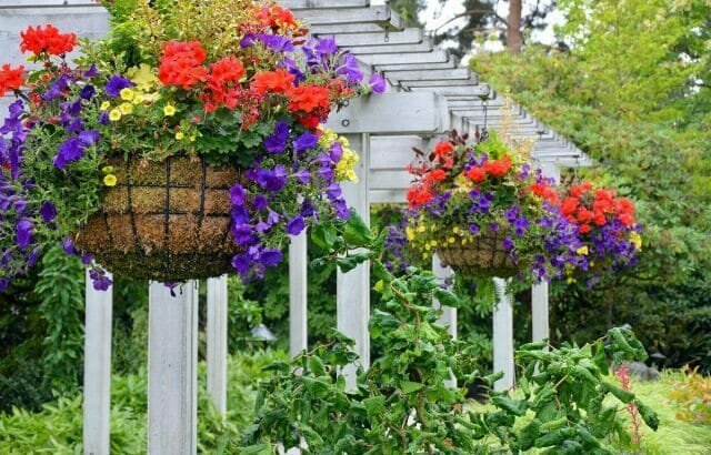 Jardim cestas de suspensão: jardineiros Dicas