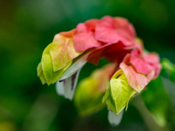 Flor bela sala que floresce quase todo o ano e vai atrair para sua casa um monte de sorte e felicidade (Parte 2)