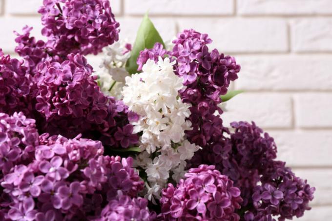 variedades diversas de lilás - decoração de qualquer jardim. Ilustração para um artigo é usado para uma licença padrão © ofazende.ru