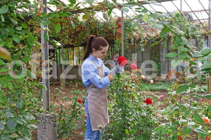 3 passos básicos para cuidar de rosas no verão