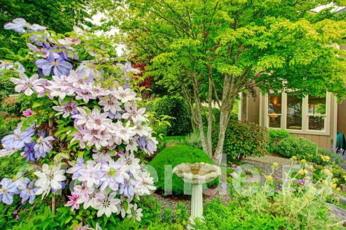 Jardim decoração com ênfase em árvores, arbustos e coníferas