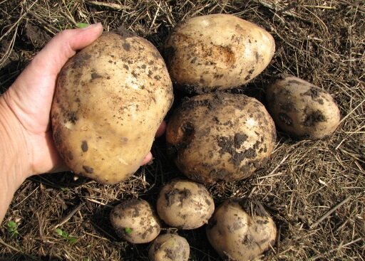 Como eu crescer batatas em sua terra, e sempre obter uma boa colheita