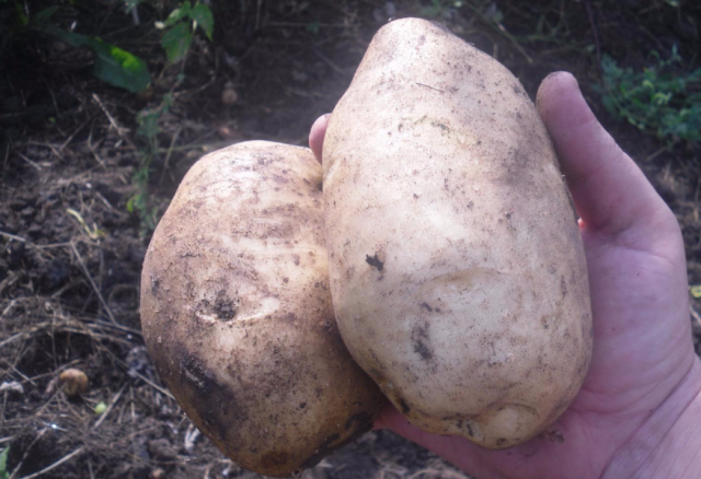 batatas grau "Lasunok"