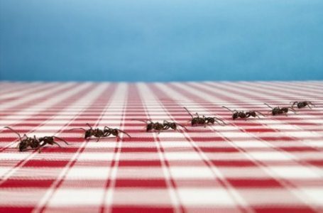 Trilhas de formigas