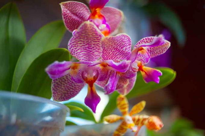 orquídeas floridas. Ilustração para um artigo é usado para uma licença padrão © ofazende.ru