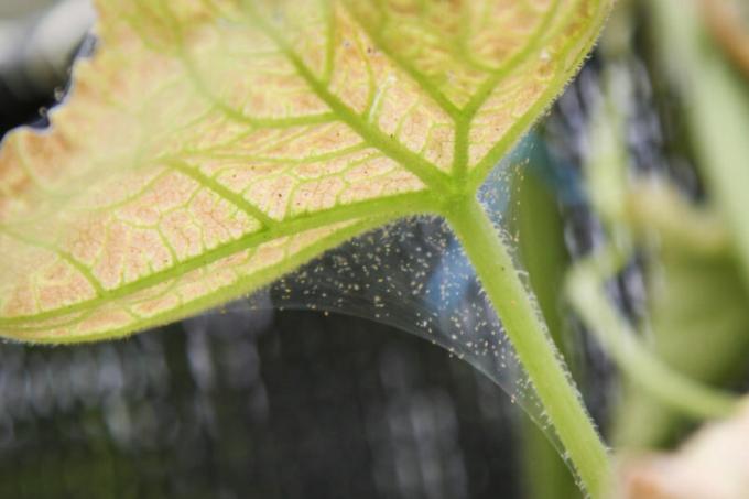 Como se livrar de ácaros em casa de vegetação - dicas