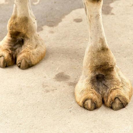 toe camelo.