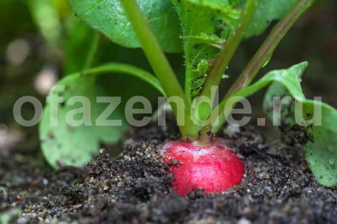 Plantar rabanetes no chão