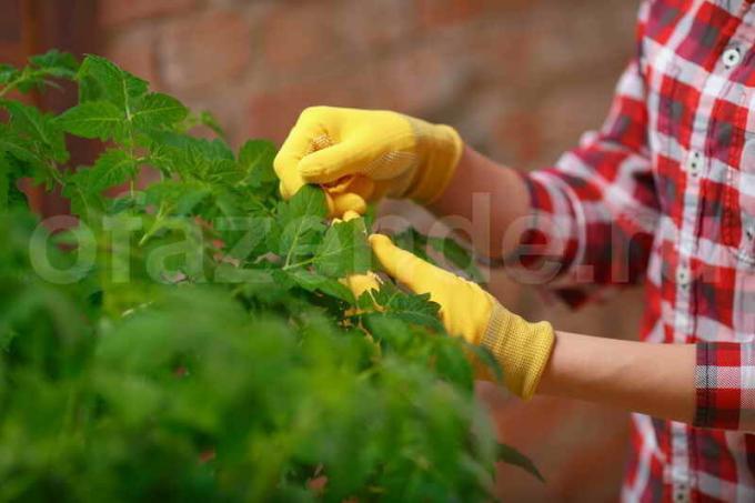 Os segredos do cultivo do tomate de jardineiros experientes