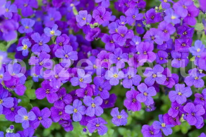 Aubretsiya ou Aubrieta. tapetes floridos reais