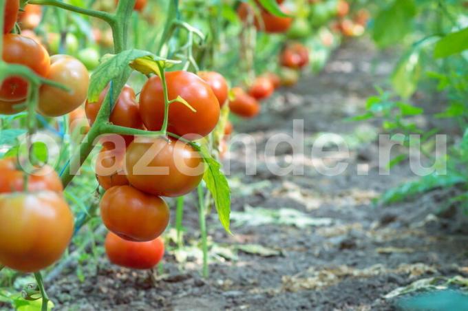 Pasynkovanie diferentes variedades de tomates