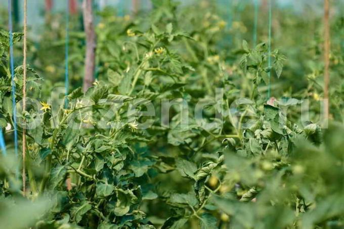 Truques cuidar tomates