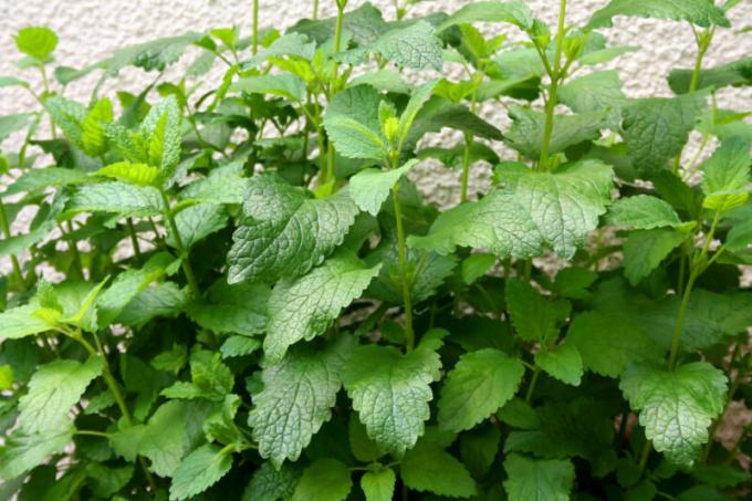 Várias razões para mint planta no jardim