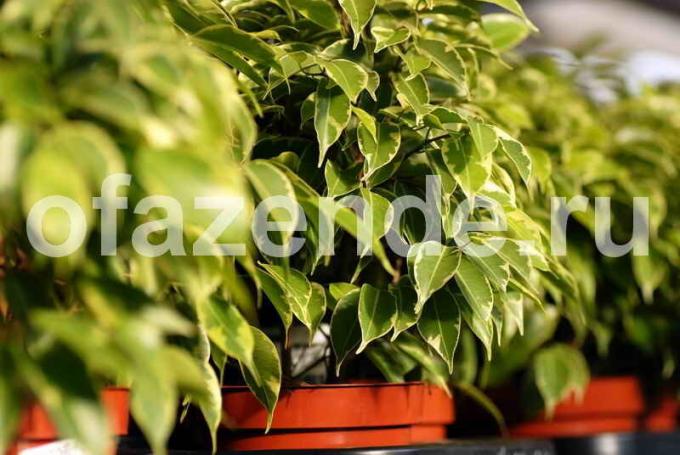 Características de cultivo de Ficus Benjamin