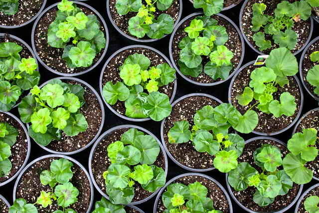 sementes em germinação também pode ser utilizado a partir dos comprimidos de substrato desidratados e firmemente compactadas (foto usada sob a licença padrão © ofazende.ru)