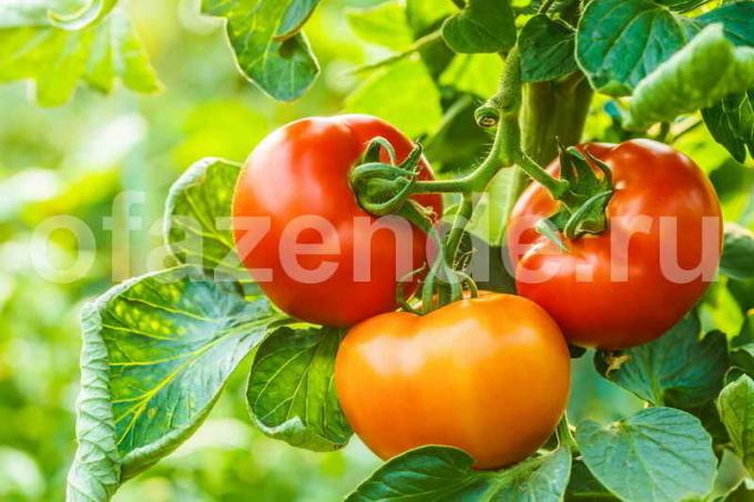 Que os tomates não são "engordar" greens: 5 recepções