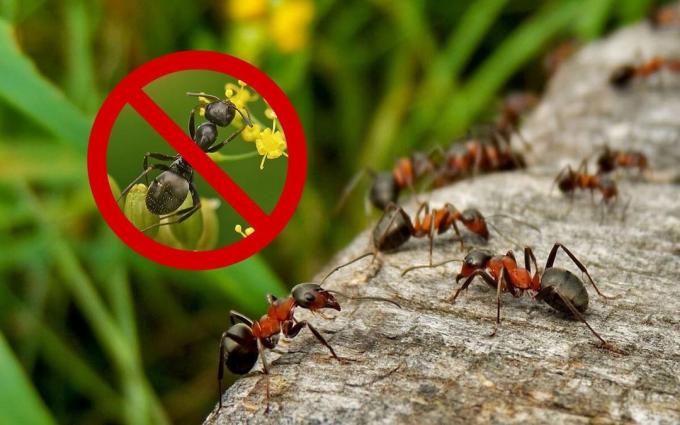 Meios eficazes (receita), que vai se livrar das formigas e vespas em sua casa de verão
